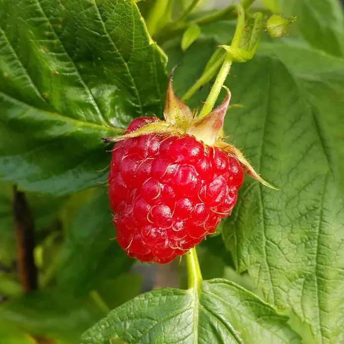 Himbeere Aroma Queen - Rubus idaeus Aroma Queen, Erntezeit: August - Nahaufnahme einer einzelnen, reifen, roten Himbeere, die an einem grünen Stiel zwischen grünen Blättern hängt.