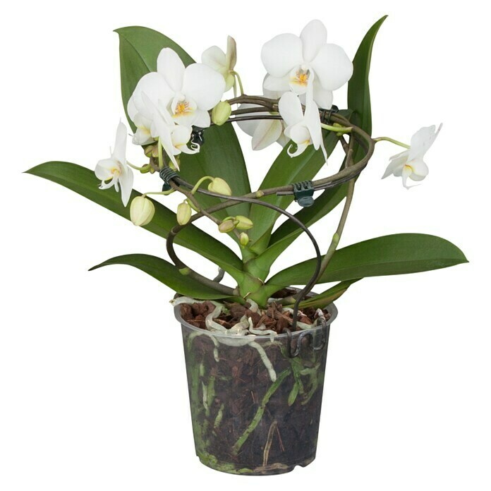 Schmetterlingsorchidee (Phalaenopsis , Topfgröße: 12 cm, Mehrfarbig, Aufrecht)