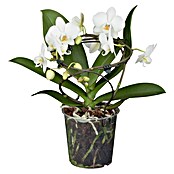 Schmetterlingsorchidee (Phalaenopsis , Topfgröße: 12 cm, Mehrfarbig, Aufrecht)