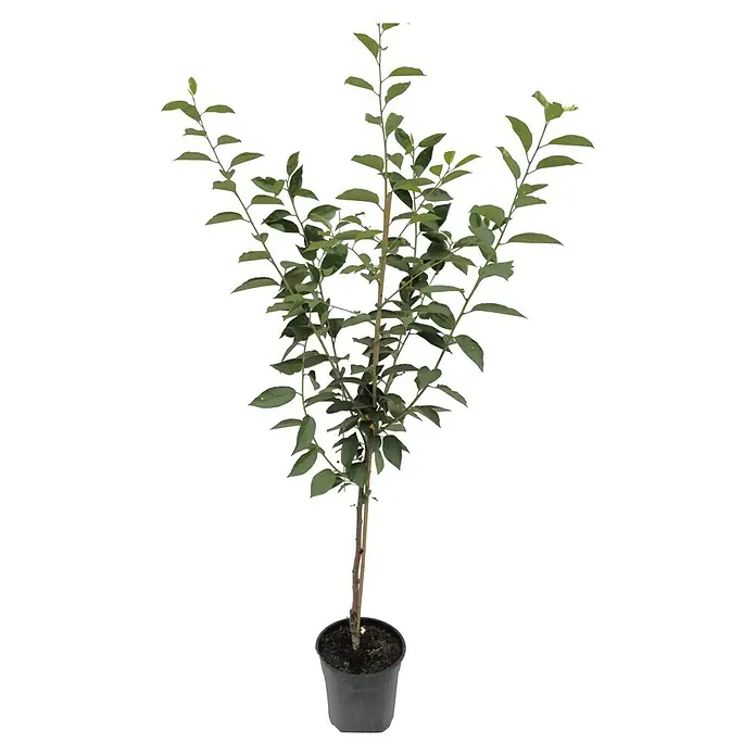 Sauerkirschbaum Ungarische TraubigePrunus cerasus, Erntezeit: Juli - Ein junger Baum mit grünen Blättern in einem schwarzen Topf. Ideal für Garten oder Balkon, bringt die Natur näher.