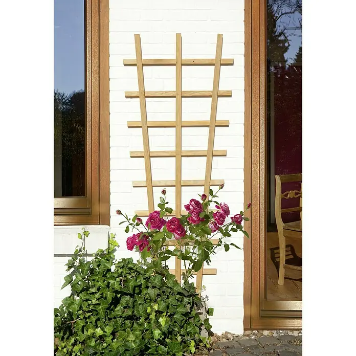 Kiehnholz Rankgitter Aspe - Hellbraun, Höhe: 150 cm - Rosenrankgitter aus Holz an einer weissen Hauswand mit Rosen und Efeu, die daran hochranken. Das Rankgitter dient als Stütze für die Pflanzen.