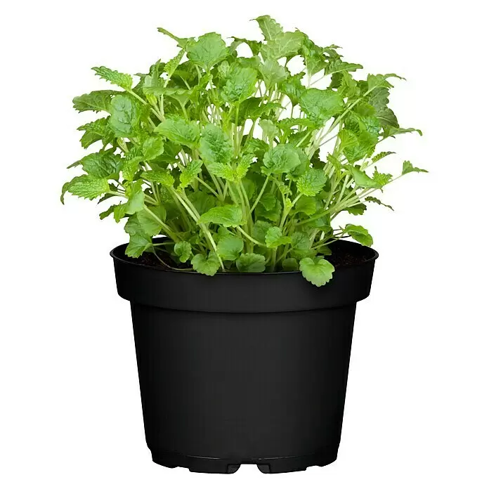 compo unkrautvernichter rasen COMPO EXPERT Rasen Floranid® mit Unkrautvernichter – Düngerprofi24 main image 0