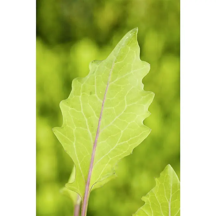 Piardino Kohlrabi - Brassica oleracea - Nahaufnahme eines einzelnen Blattes mit gezacktem Rand und einer markanten, farbigen Mittelrippe vor einem verschwommenen, grünen Hintergrund.
