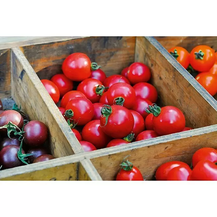 Piardino Cherrytomate Solena Sweet Rose - Solanum lycopersicum var. cerasiforme, 12 cm, Erntezeit: Juli, Farbe Frucht: Rosarot - Stimmungsaufnahme