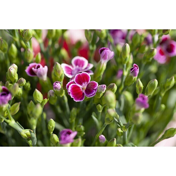 Dianthus caryophyllus 9 Pink Kisses 6 er