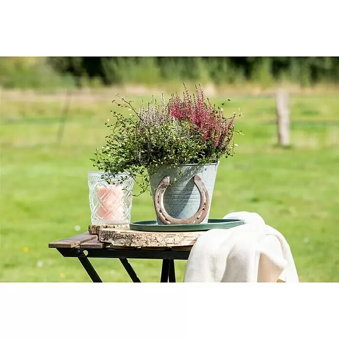 Piardino Besenheide Garden Girls Kombi - Calluna vulgaris + Begleitpflanze, Topfgröße: 17 cm - Außendekoration: Metallkübel mit Heidekraut, Hufeisen, Glaskerze, weiße Decke auf Holztisch.