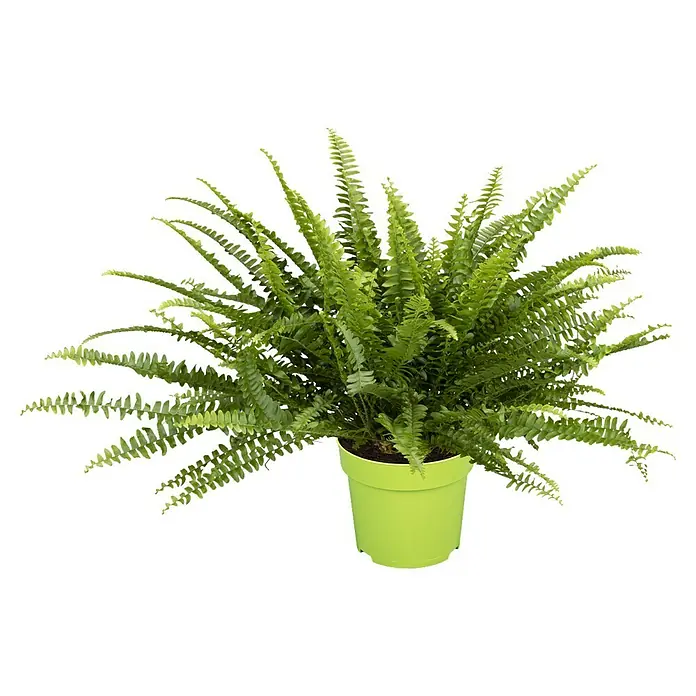 Piardino Schwertfarn - Nephrolepis exaltata Green Lady, Topfgröße: 12 cm, Blattfarbe: Mittelgrün - Zimmerfarn in einem hellgrünen Topf. Diese üppige Pflanze verleiht jedem Raum eine frische, natürliche Note und sorgt für ein angenehmes Ambiente.