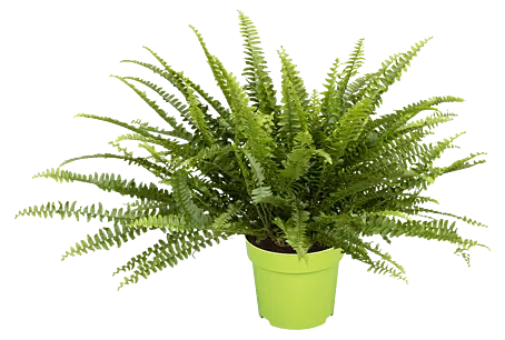 gummibaum zimmerpflanze Ficus elastica