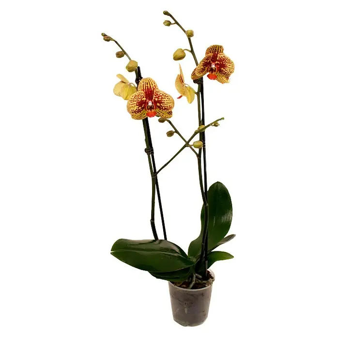 Piardino Orquídea mariposa - Phalaenopsis Hybride Dancing Leopard, Tamaño de maceta: 12 cm, Bicolor, Número de brotes: 2 ud., En posición vertical - Elegante orquídea amarillo-roja en maceta. Los pétalos de la flor muestran un patrón punteado único que realza la belleza de la planta.