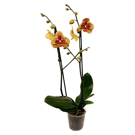 Piardino Orquídea mariposa