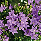 Piardino Polsterglockenblume (Topfgröße: 11 cm, Blütenfarbe: Blau)