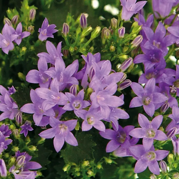 Piardino Polsterglockenblume - Campanula portenschlagiana Ambella, Topfgröße: 11 cm, Violett - Nahaufnahme von zarten, violetten Campanula-Blüten. Die Blütenblätter sind sternförmig und umgeben von grünen Blättern und Knospen.