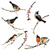 Komar Fenstersticker (Birds, Bunt, 31 x 31 cm)