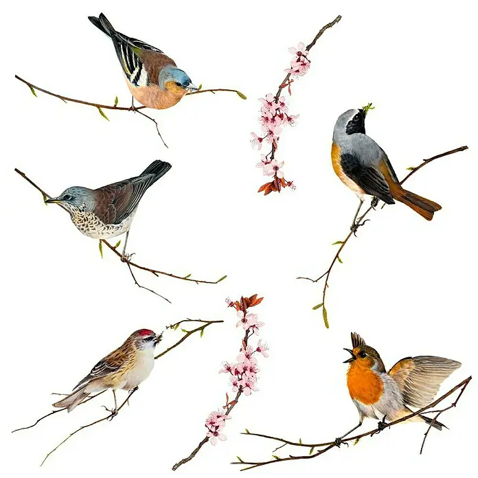 Komar Fenstersticker Birds - Bunt, 31 x 31 cm - Eine künstlerische Darstellung verschiedener Vögel auf Ästen, ergänzt durch zarte Blütenzweige, die die Schönheit der Natur hervorheben.