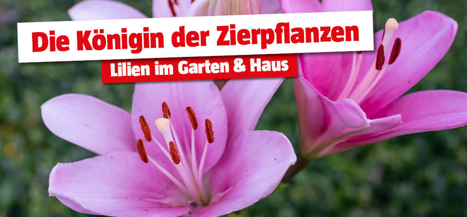 Lilien