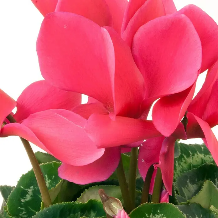 Piardino Zimmer-AlpenveilchenCyclamen persicum, Topfgröße: 13 cm, Lila - Nahaufnahme einer leuchtend rosa Alpenveilchenblume mit grünen Blättern, ideal als Zimmerpflanze.