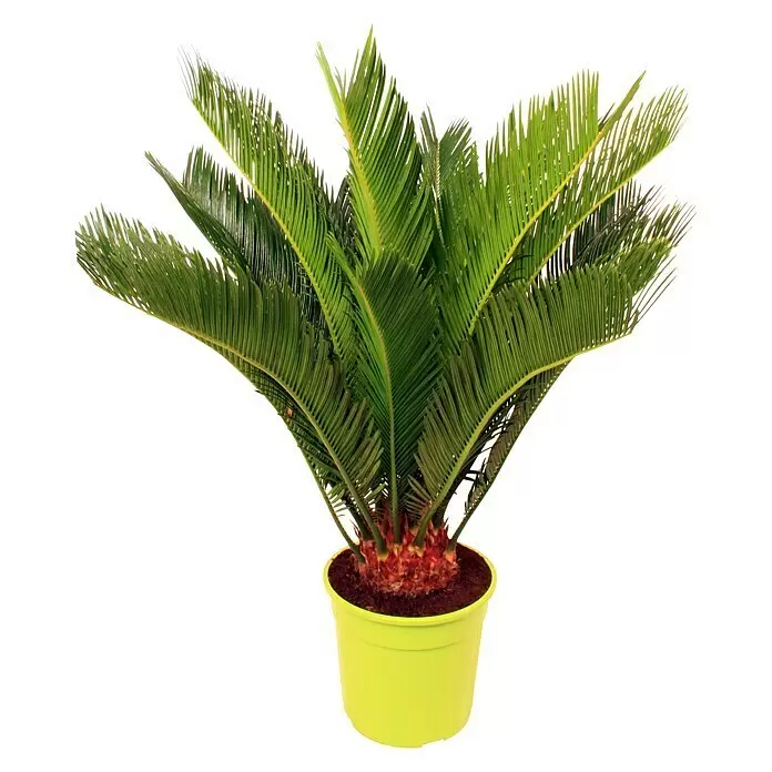 Piardino PalmfarnCycas revoluta, Topfgröße: 21 cm, Dunkelgrün