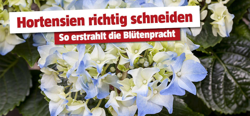 Hortensien