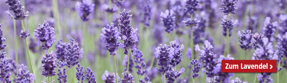 Lavendel