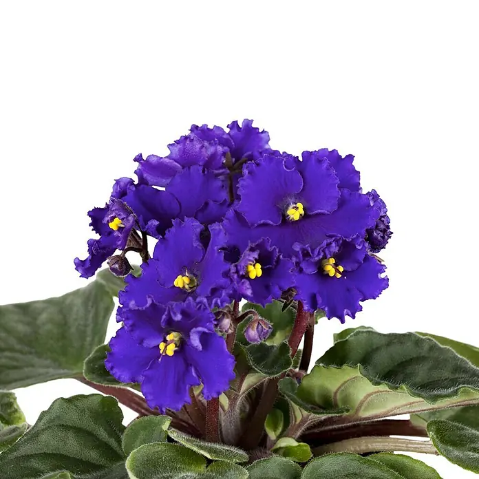 Piardino Violeta africana - Saintpaulia ionantha, Tamaño de maceta: 12 cm, Color de flor: Dependiendo de la variedad - Primer plano de una planta de violeta africana con flores púrpuras vibrantes y hojas verdes sobre un fondo negro.
