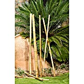 Nortene Tubo de bambú Deco (Largo: 180 cm, Diámetro: 35 mm - 40 mm)