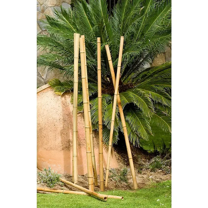 Nortene Varilla plantas Deco - Ø x L: 35 mm x 180 cm - Varias cañas de bambú apoyadas contra una maceta y una planta. Ideal para fines decorativos en el jardín o como ayuda para trepar.