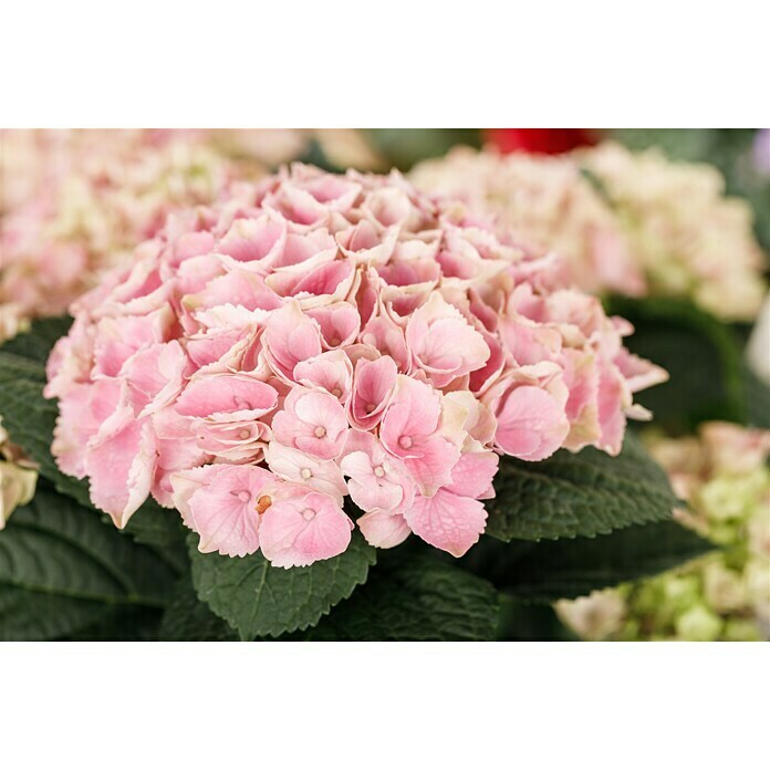 Piardino HortensieHydrangea macrophylla 'Magical', Artenabhängig Detail Shot