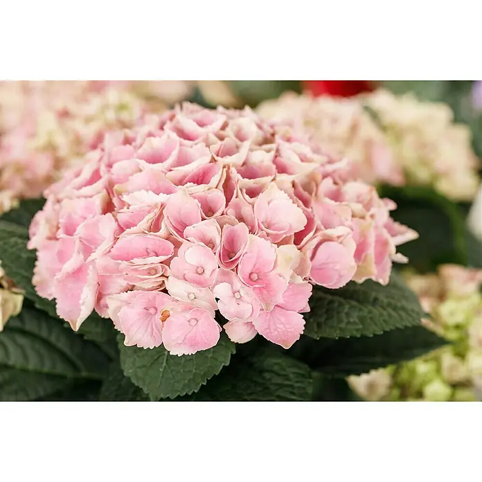 Piardino HortensieHydrangea macrophylla 'Magical', Blütenfarbe: Artenabhängig - Nahaufnahme einer rosa Hortensie, die ihre zarten Blütenblätter und grüne Blätter zeigt.\n