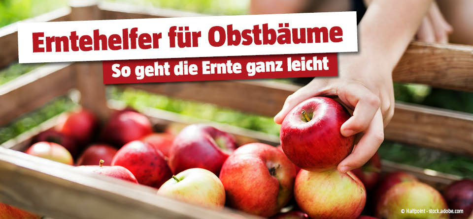 Erntehelfer fr die Obsternte | BAUHAUS sterreich