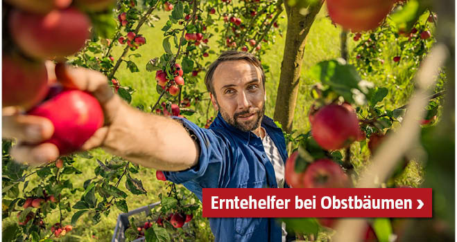 Erntehelfer