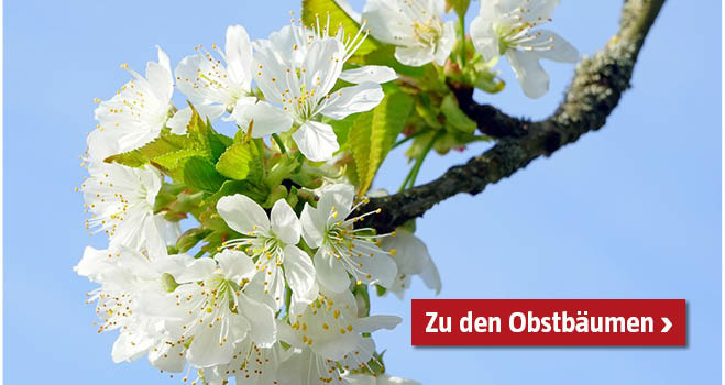Obstbäume