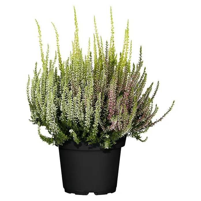 Besenheide Beauty Ladies Trio - Calluna vulgaris, Topfgröße: 13 cm, 3-farbig - Eine Heidepflanze in einem schwarzen Topf. Die Pflanze hat sowohl weiße als auch rosa Blüten und wirkt sehr buschig.