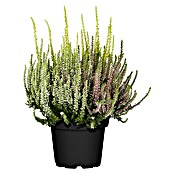 Besenheide (Calluna vulgaris Beauty Ladies Trios, Topfgröße: 13 cm, 3-farbig)