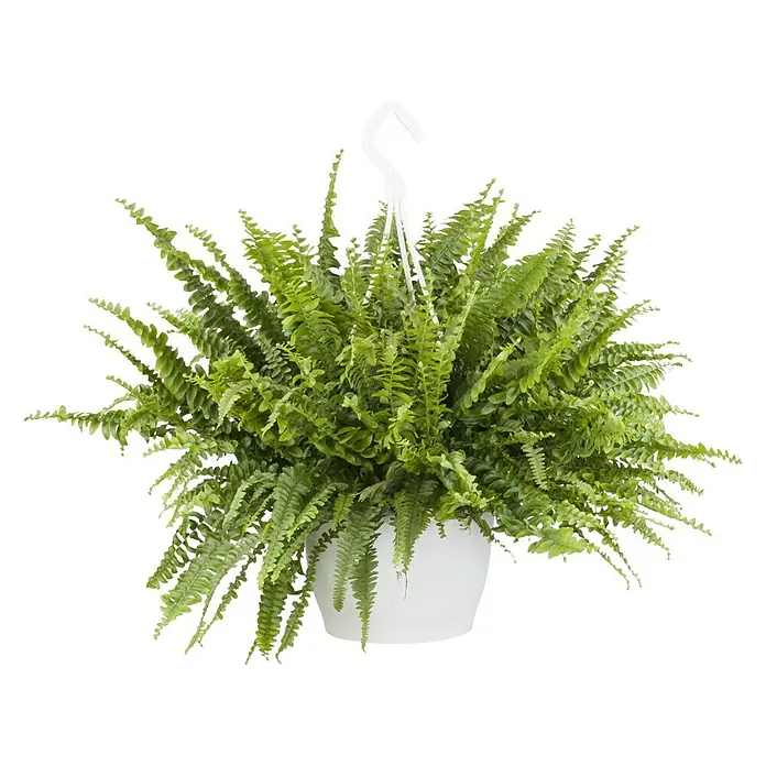 Piardino Schwertfarn - Nephrolepis exatata, Topfgröße: 19 cm, Grün - Hängepflanze mit üppigem Grün in einem weißen Topf. Die Zimmerpflanze bringt Leben und Farbe in jeden Raum und wirkt sehr dekorativ.