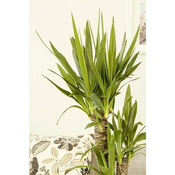 Piardino Palmlilie - Yucca elephantipes, Topfgröße: 24 cm, 3 Stämme gestuft - Nahaufnahme einer Zimmerpflanze mit langen, spitzen grünen Blättern und einem braunen Stamm. Dekoratives Element für Innenräume.