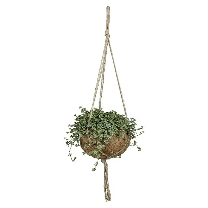 Piardino Zimmerpflanzen-Mix - Verschiedene Sorten, Topfgröße: 12 cm - Hängepflanze mit dichten grünen Blättern in einem Kokosfaser-Topf, aufgehängt an einem rustikalen Seil. Dekorative Zimmerpflanze für ein natürliches Ambiente.