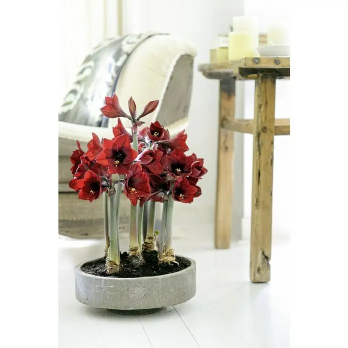 Piardino AmaryllisHippeastrum x Hybrid, Topfgröße: 12 cm, Rot - Ein Topf mit blühenden, dunkelroten Amaryllis steht auf einem weißen Boden, mit Möbeln im Hintergrund. Die Blumen sind der Fokus.