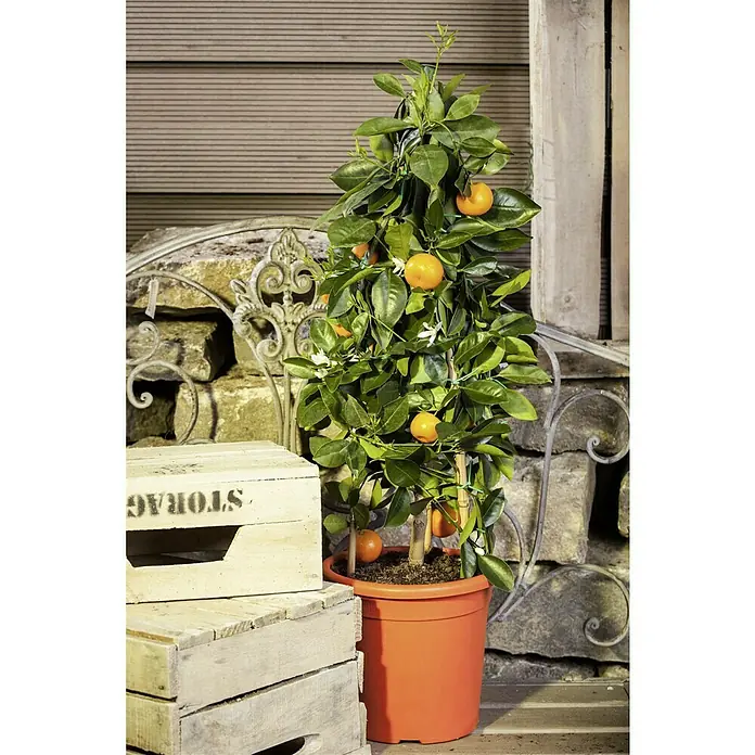 Piardino Calamondin-Orange - Citrofortunella microcarpa, Topfgröße: 20 cm - Ein kleiner Mandarinenbaum in einem orangefarbenen Topf, umgeben von grünen Blättern und reifen Früchten, vor rustikalem Hintergrund.
