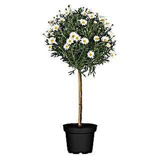 Piardino Strauchmargerite Stella (Argyranthemum frutescens 'Stella', Topfgröße: 18 cm, Weiß)