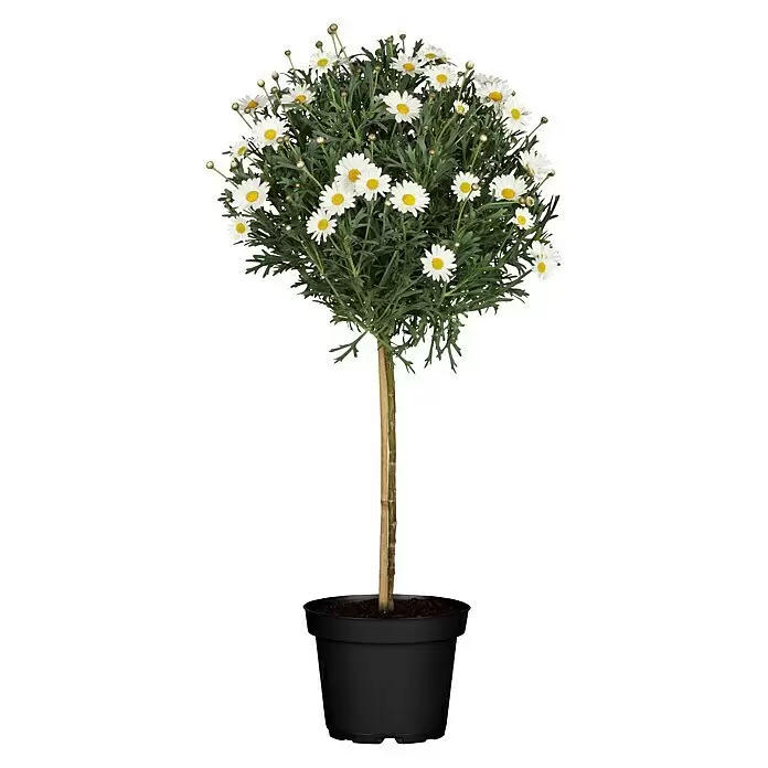 Piardino Strauchmargerite StellaArgyranthemum frutescens, Topfgröße: 18 cm, Weiß