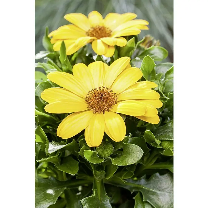 Piardino Gazania - Gazania, Topfgröße: 13 cm, Gelb, Orange - Ein sonniges Arrangement mit gelben Gänseblümchen, die mit ihren strahlenden Blütenblättern und grünen Blättern die Wärme des Sommers einfangen.