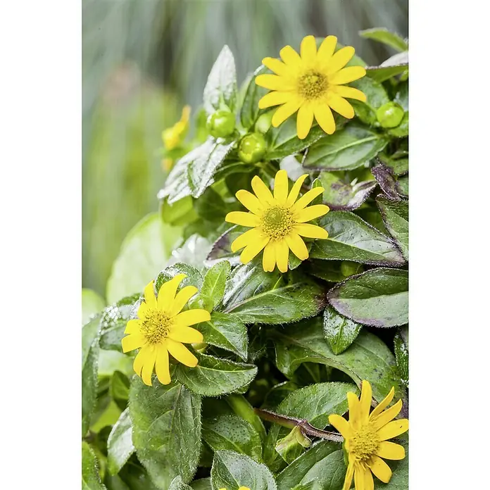 Piardino Husarenkopf - Sanvitalia procumbens, Topfgröße: 13 cm, Gelb - Nahaufnahme von dekorativen Goldkörbchen Blumen mit leuchtend gelben Blütenblättern und grünen Blättern, die eine warme Atmosphäre schaffen.