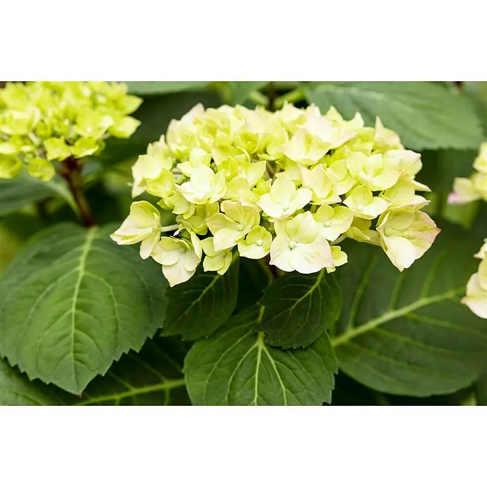 Piardino Hortensie - Hydrangea macrophylla 'Diva Fiore', je nach Verfügbarkeit - Nahaufnahme einer blassgelben Hortensienblüte mit grünen Blättern, die die zarten Blütenblätter hervorhebt.\n