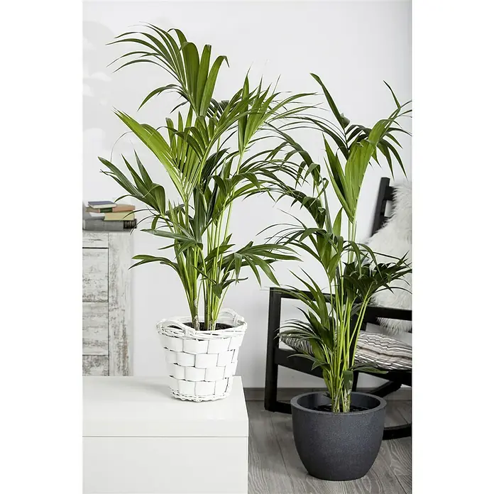 Piardino Kentiapalme - Howea forsteriana, Topfgröße: 21 cm - Zwei Zimmerpalmen in dekorativen Übertöpfen, die das Wohnambiente mit natürlichem Grün bereichern. Die Pflanzen bringen frische Akzente.