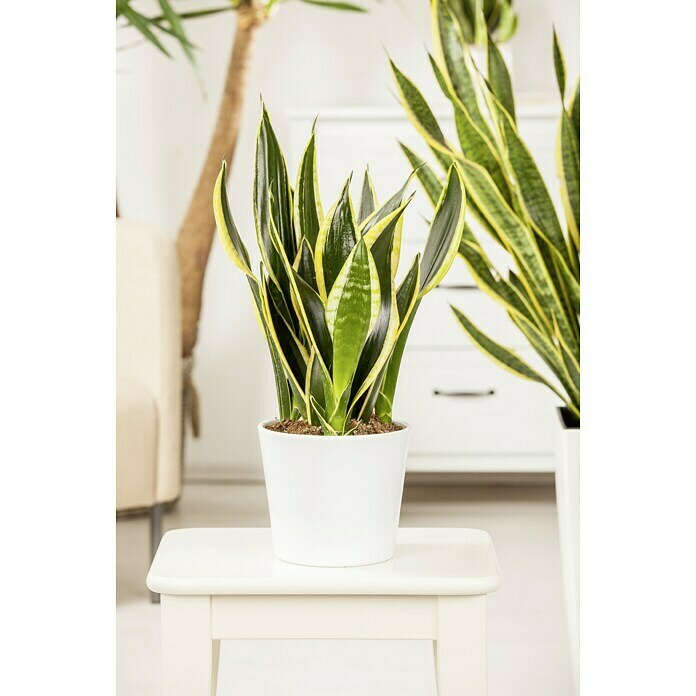 Piardino Bogenhanf (Sansevieria trifasciata var. laurentii, Topfgre: 19  cm, Blattfarbe: Gelb/Grn) | BAUHAUS