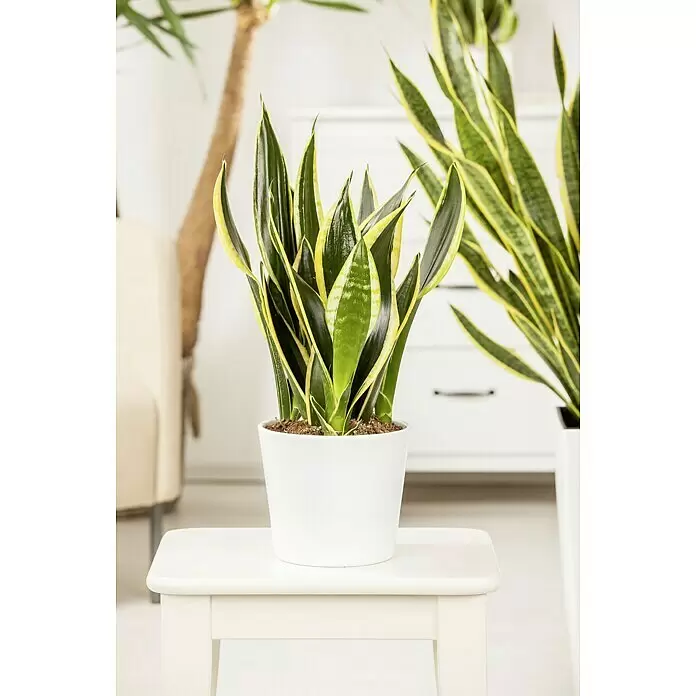 Piardino Bogenhanf - Sansevieria trifasciata var. laurentii, Topfgröße: 19 cm, Blattfarbe: Gelb/Grün - Stimmungsaufnahme