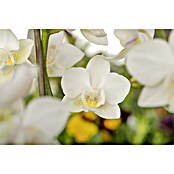 Piardino Orquídea mariposa (Phalaenopsis Hybride Multiflora, Tamaño de maceta: 12 cm, Blanco, Número de brotes: 2, Colgante, vertical)