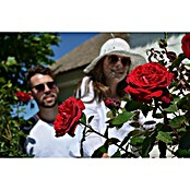 Parfum de Nature Edelrose Duftfestival (Rosa Hybrid, Topfgröße: 5 l, Blütenfarbe: Rot)