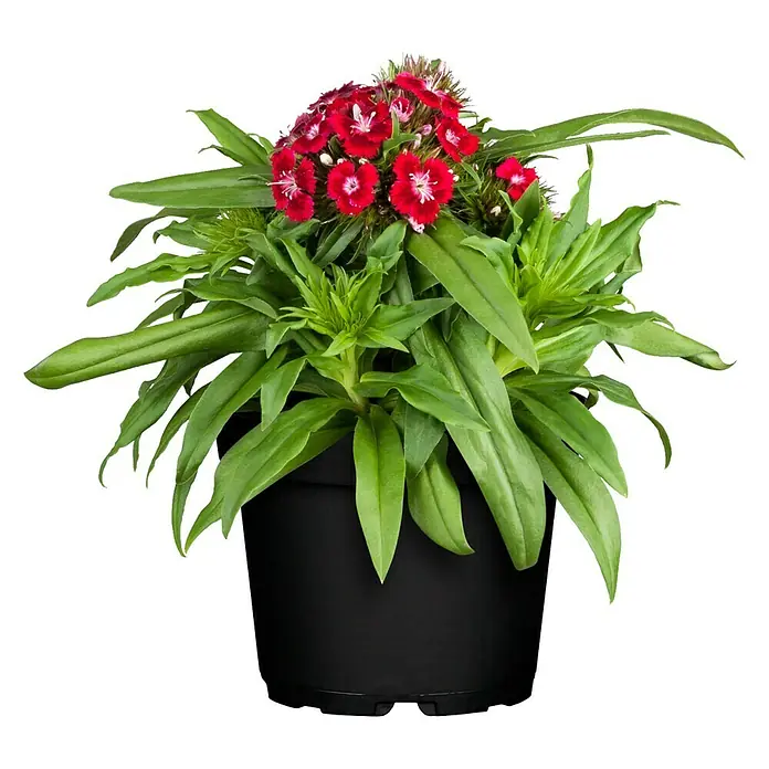 Piardino Garten-Bart-Nelke - Dianthus barbatus, Topfgröße: 13 cm, Sortenabhängig - Eine Topfpflanze mit roten Blüten und grünen Blättern in einem schwarzen Topf, ideal als Zimmerpflanze oder für den Garten.