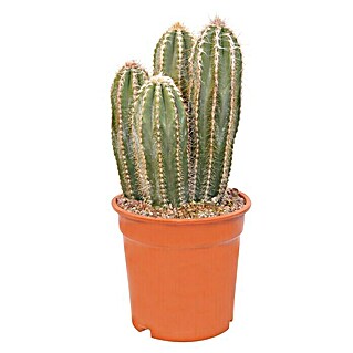 Cactus (Cactaceae, Tamaño de maceta: 7 cm)